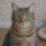 Third cat image denoising step with visible cat